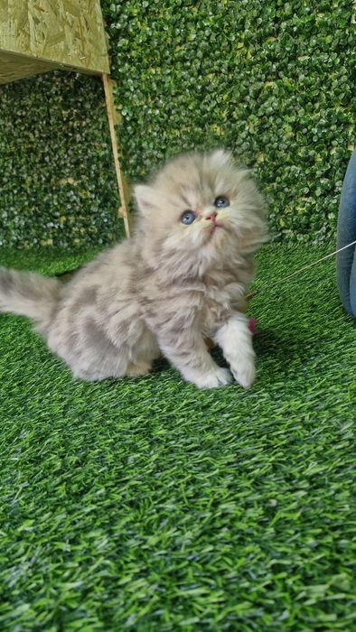 Britan toshken shahat