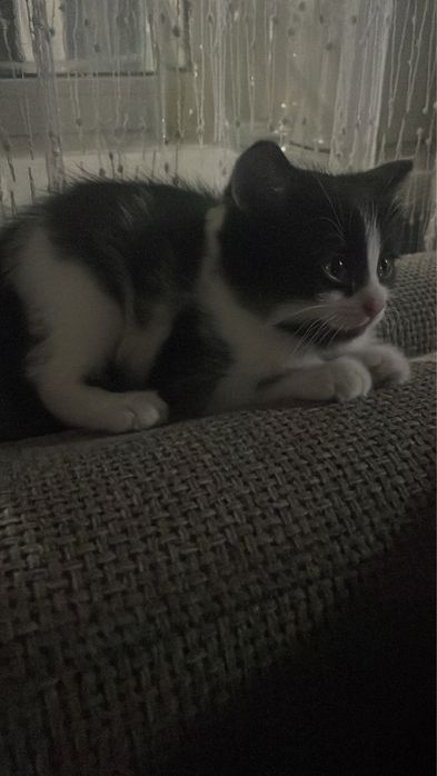 Отдам котят в хорошие руки!