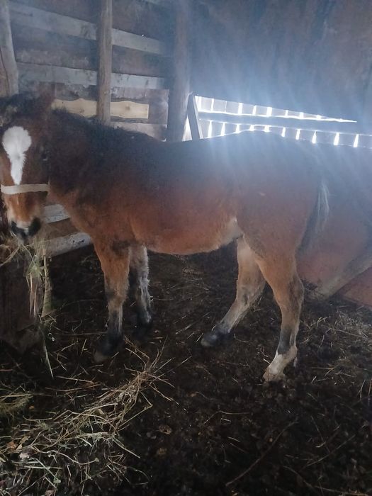 Продаём   жеребят