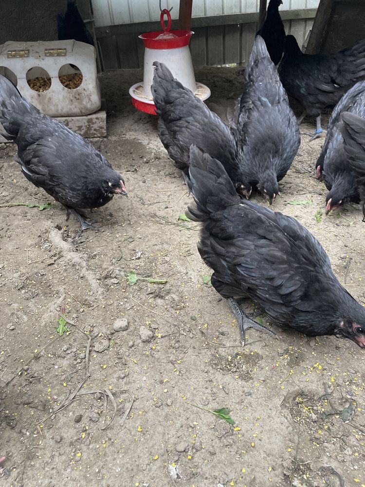 Cocosei australorp