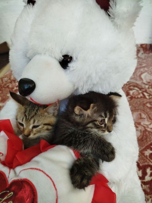 Пародали мушук болари