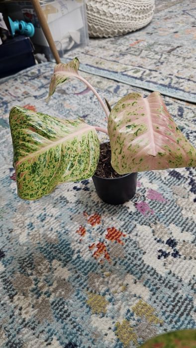 Plante Aglaonema superbe