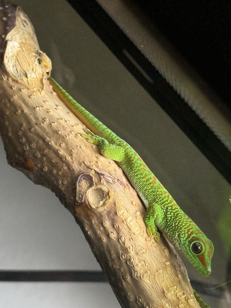 Soparla Phesulma Grandis Giant Day Gecko