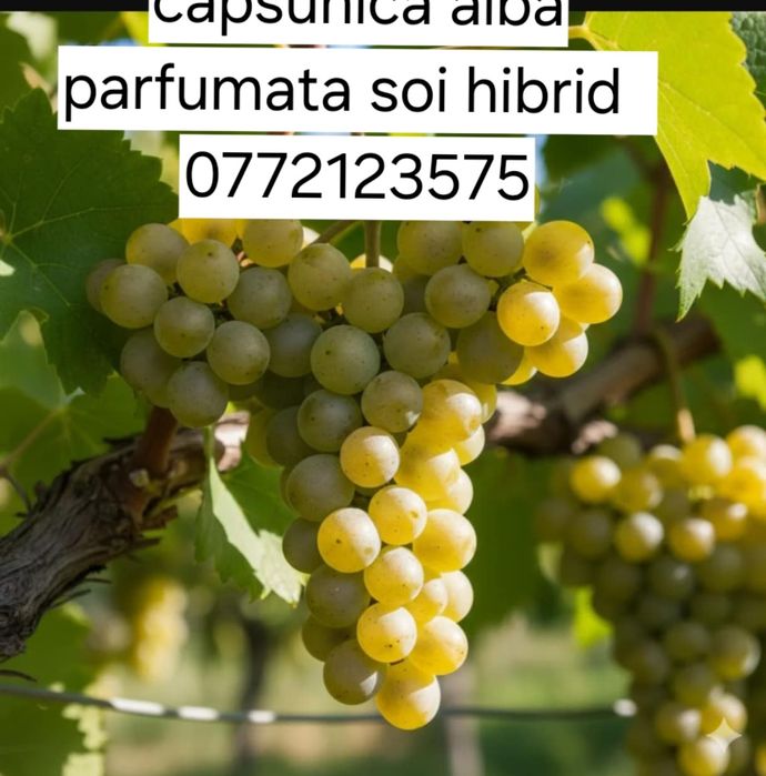 Butasi vita de vie altoita și hibrid