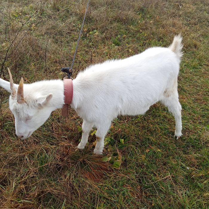 Iedita 6 luni saanen