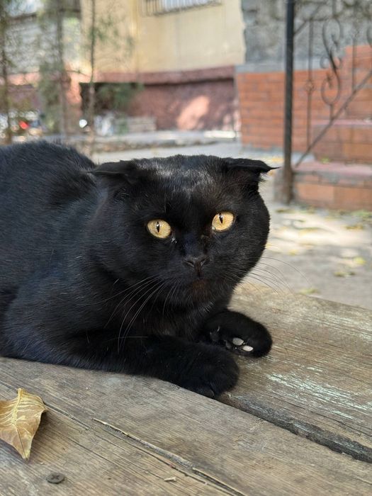 Отдадим роскошного кота