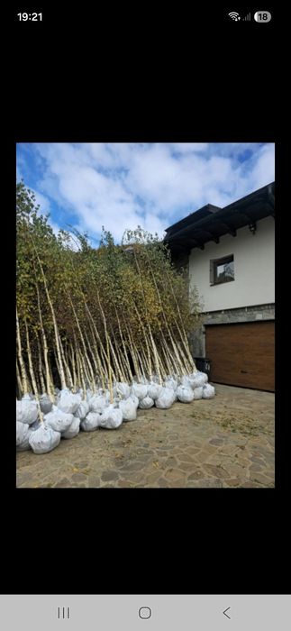 Vând platani mesteacăn