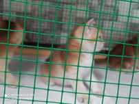 Британские Скотиш Страйт окрас шиншилла