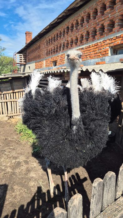 Strut mascul de vanzare