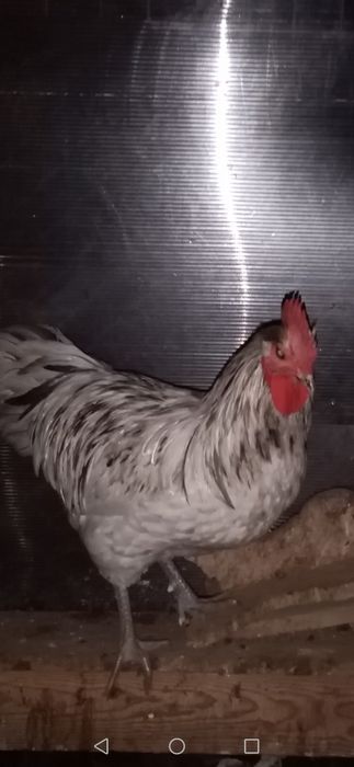 Cocoși Australop!!!