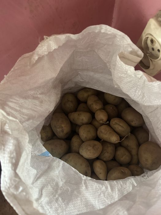 Продам кабачки, картофель тыкву