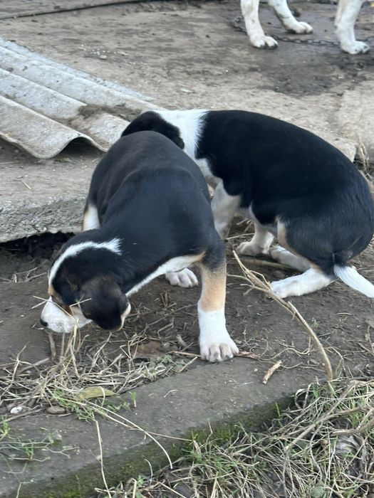 Кучета порода:Трицветен палаш