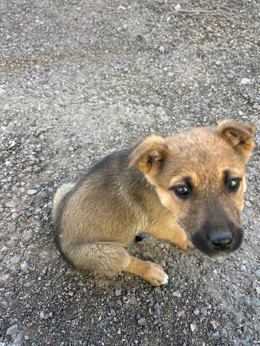 Щетяна в добрые руки