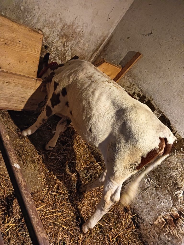 De vânzare vițică de 4 luni