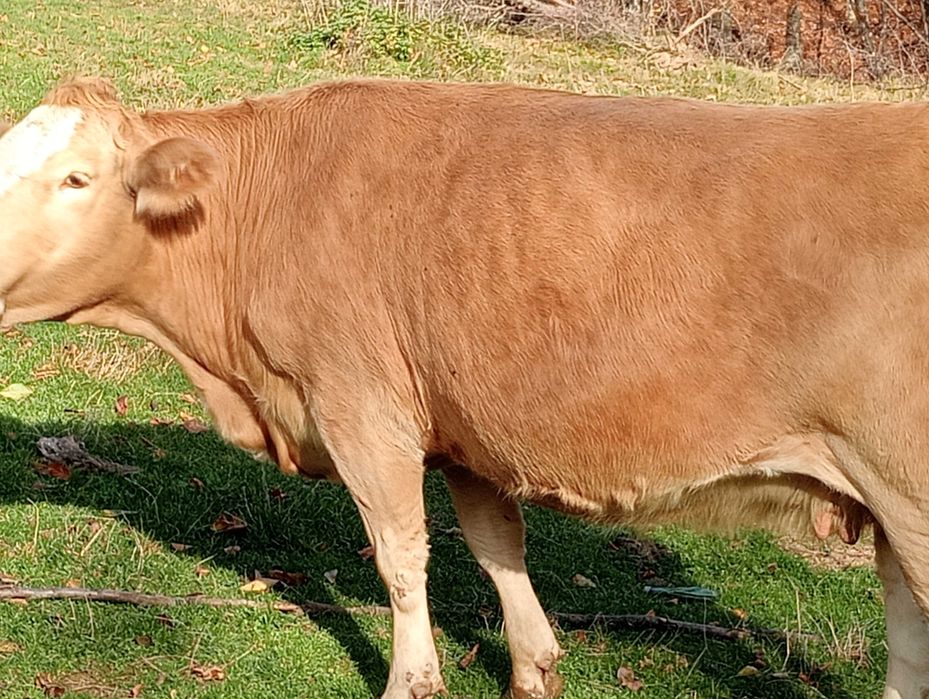 Se pune la vânzare 2 vaci