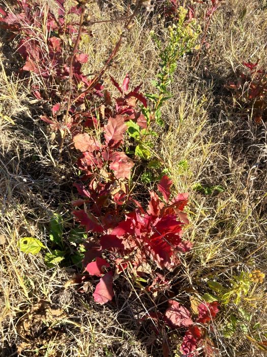 Vând puieți de stejari cu frunze complet roși