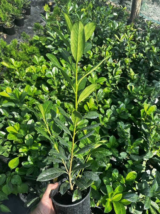 Laur englezesc prunus laurocerasus