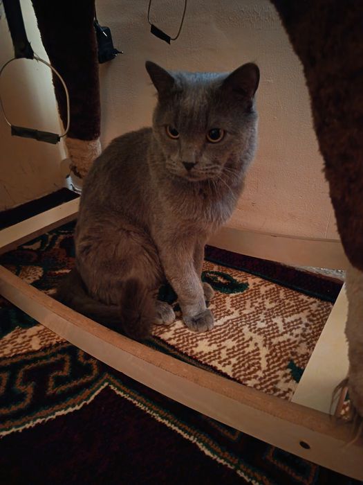 Вязка Соттиш фолд