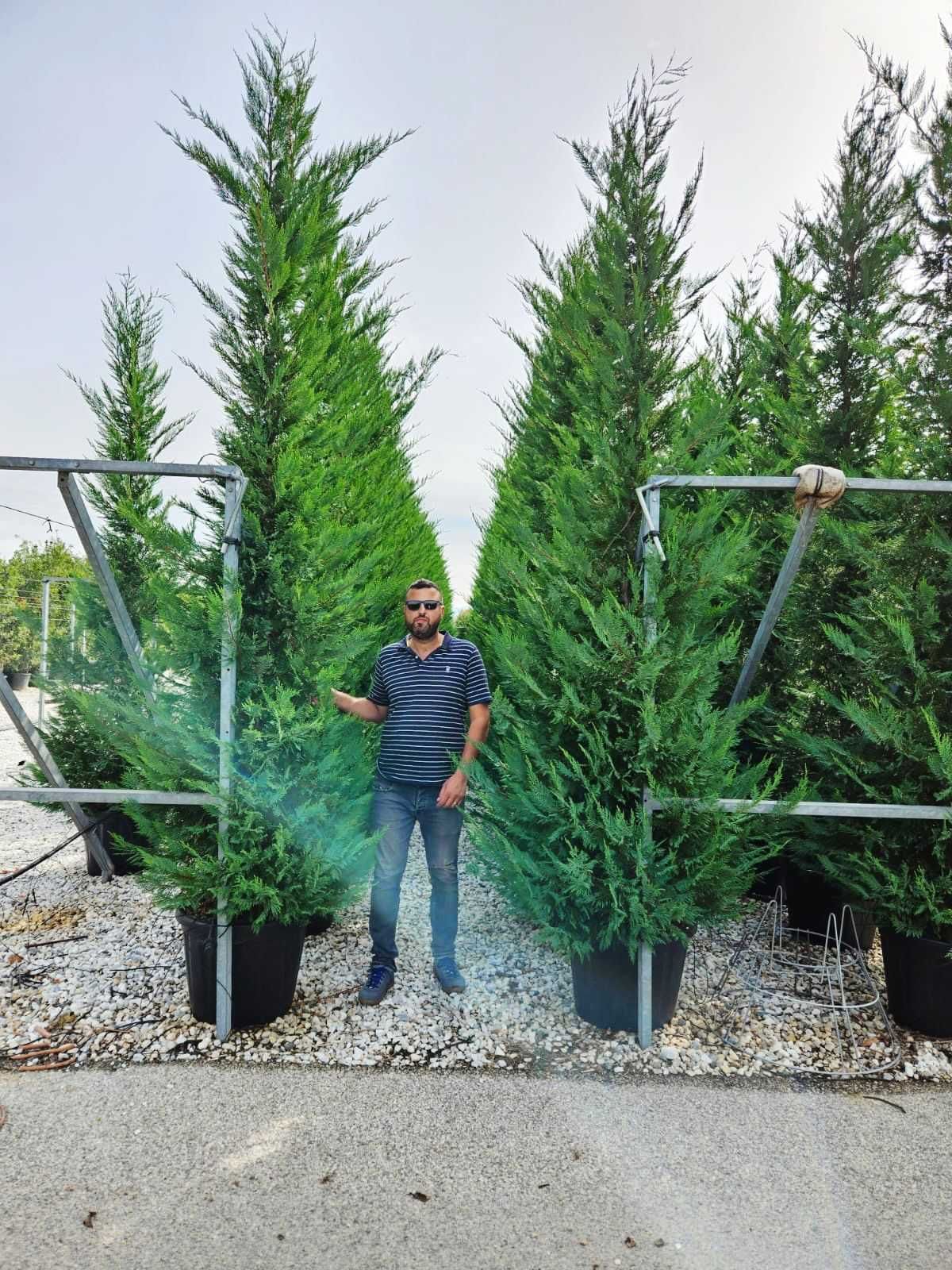 Plantează Cupressocyparis Leylandii și bucură-te de un spațiu verde