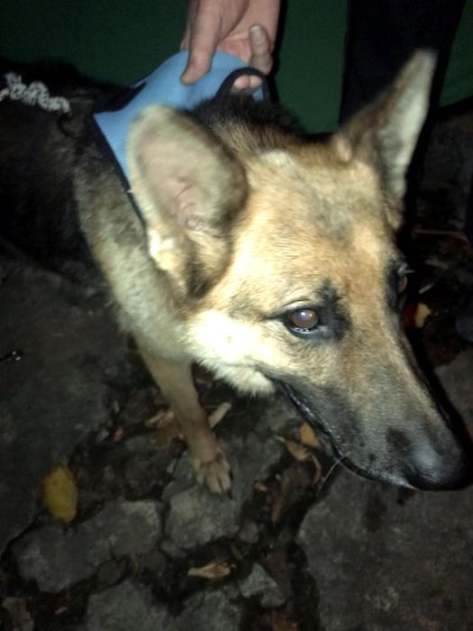 Намерена изгубена немска овчарка без нашийник