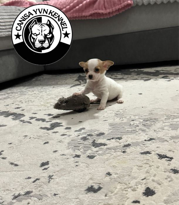 Mascul chihuahua miny