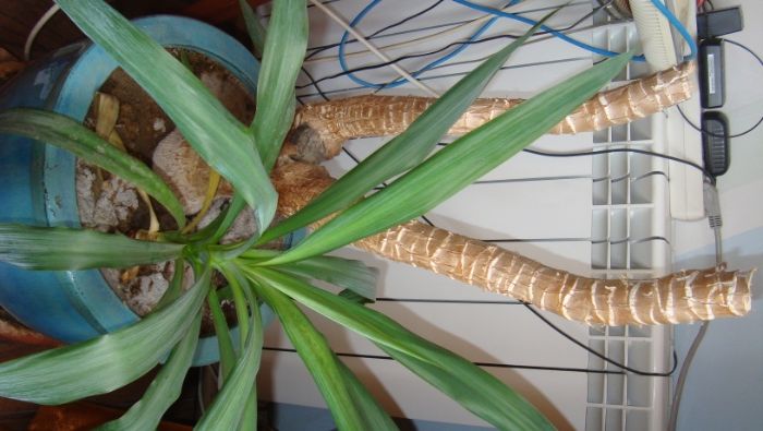 FLORI ornament in ghivece pentru casa si birouri