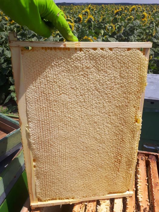 Regine matci albine buckfast vsh carnica carpatina