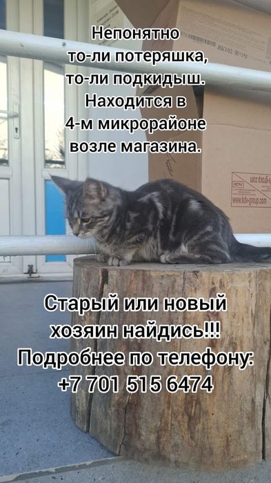 Срочно кошечка в добрые руки
