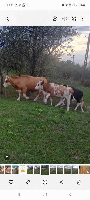 Vaci de vânzare, două sunt gestante.
