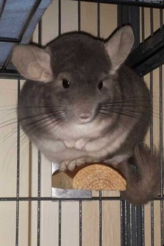 Chinchilla chinchila sinsila cincila