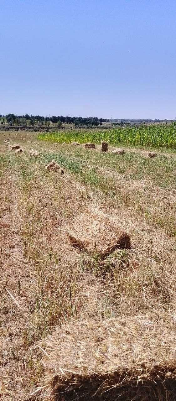 Хашак пресс (сомон эмас)