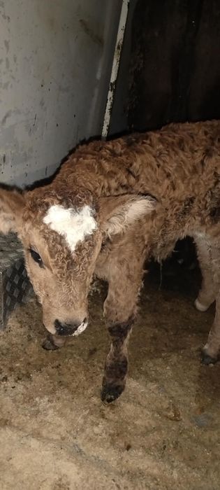 Vând 3 tăurași și o vită