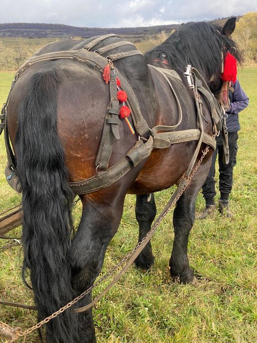 Mânz de 2ani și 5 luni  de vânzare în  sat Viscri jud Brașov