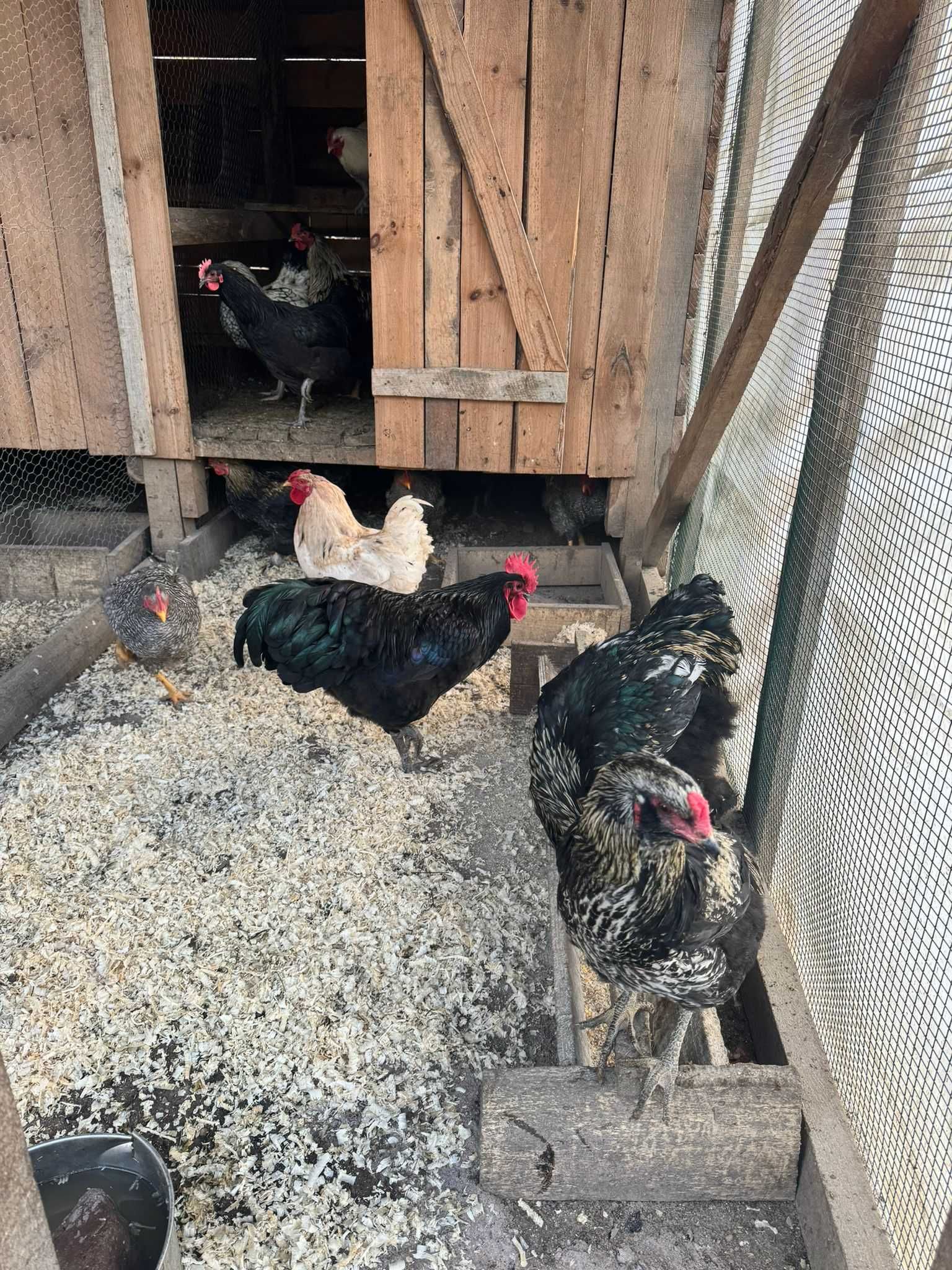 Cocos Australorp, Araucana , Plymouth , Brahma