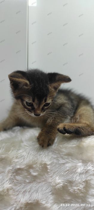 Абиссинец в ваш дом