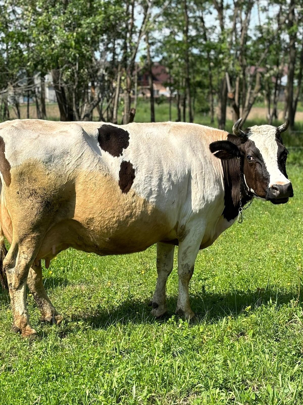 Vând vaca bălțată românească.