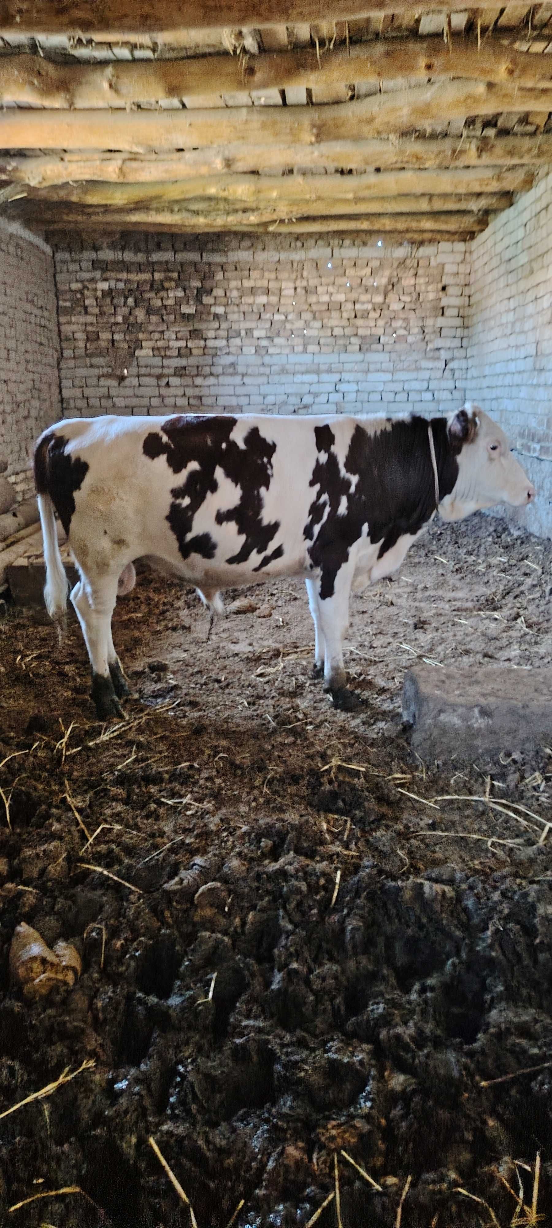 Simmental buzoq sotiladi Xorazm
