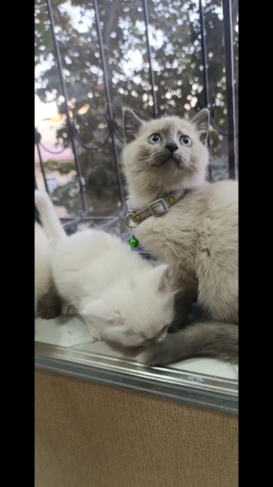 Сиамские и Турецкая ангора