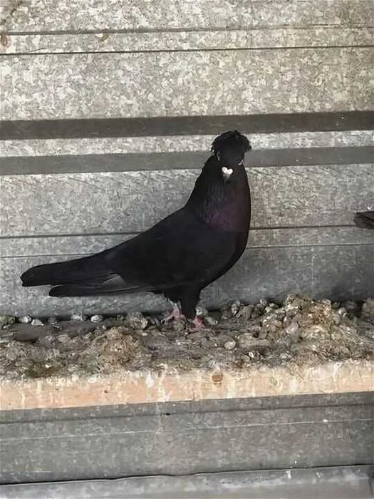 Самцы бакинцы,пакистан разные