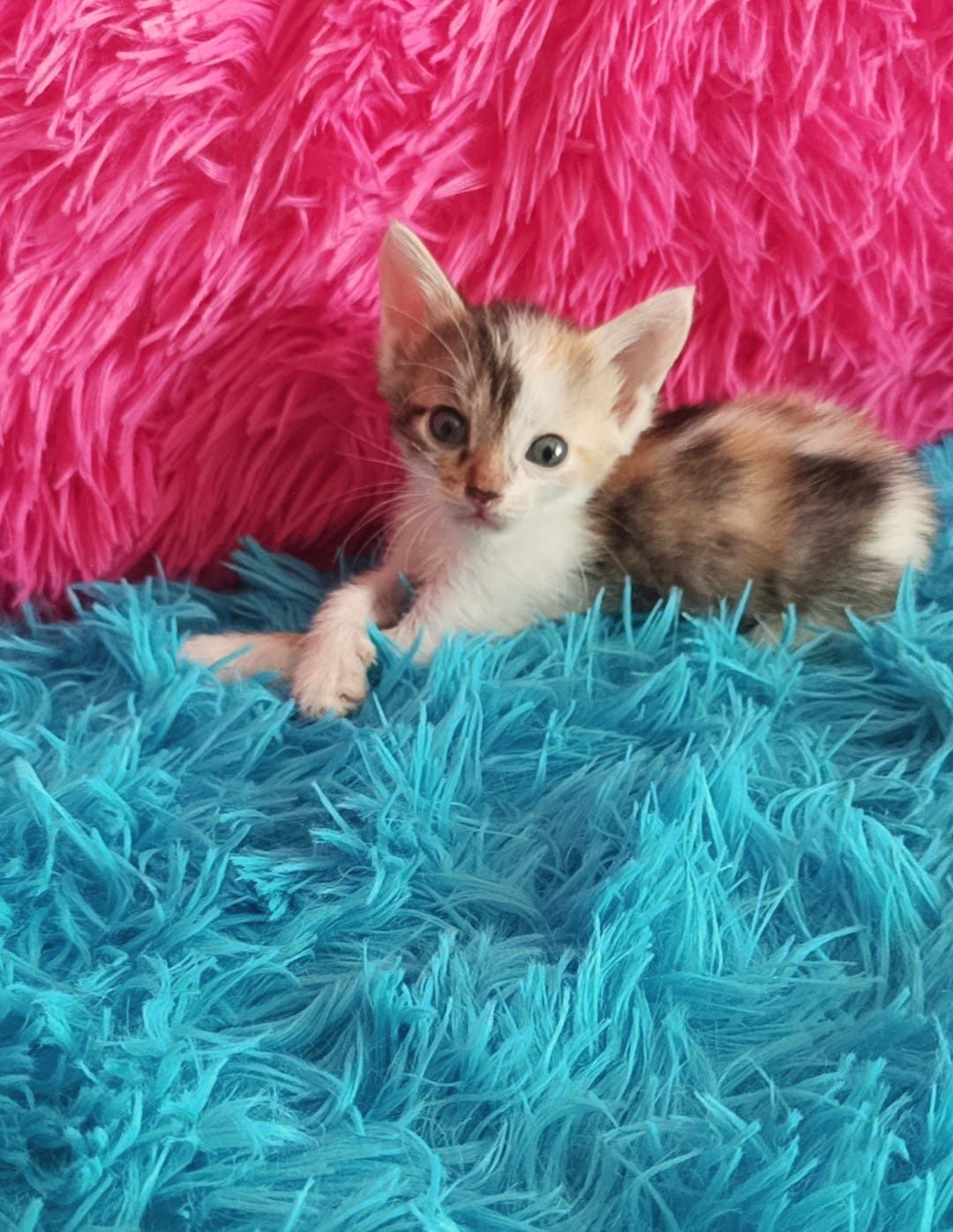 Кошечки и котятки ждут любящих хозяев