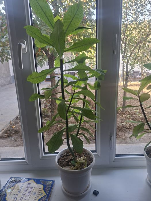 Honaki gul, malachay.