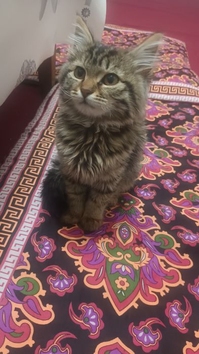 Sibirskiy.2oylik.o'g'ilbola