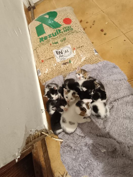 Spre adopție vrea cineva? Sunt drăgălași