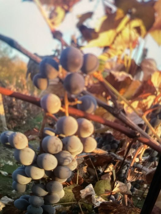 Vand struguri producatoare  fara nici un fel de tratament