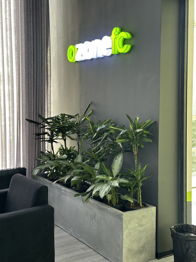 Ofis uchun gullar xonaki gullar