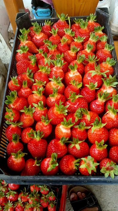 Продавам Разсад Ягоди