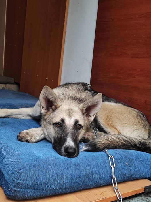 Собака по кличке Наоми ищет семью. Стерилизована