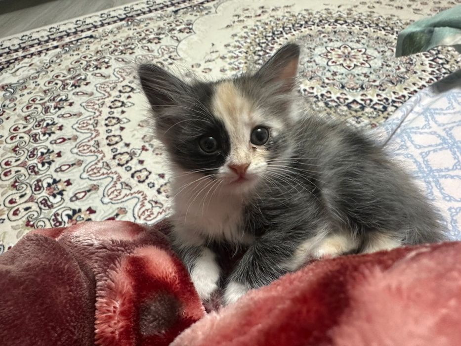 Отдам котенка в добрые руки
