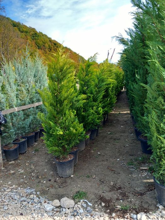 Plante ornamentale la preț de producător