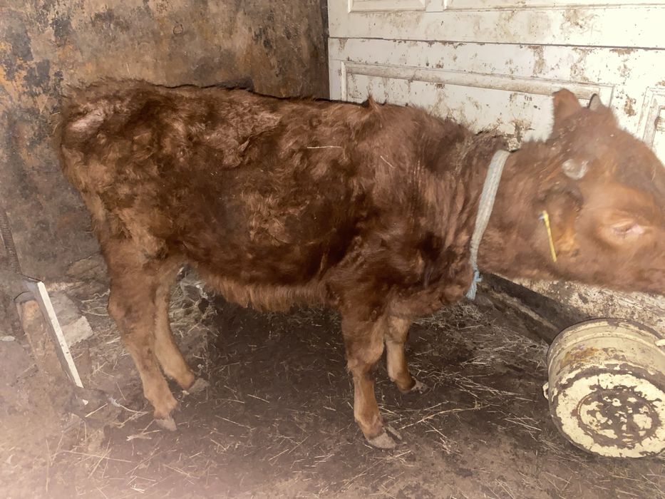 Баспақ актобе бағатын